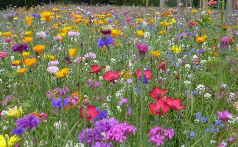 Vue d'ensemble d'une prairie fleurie colorée en plein été
