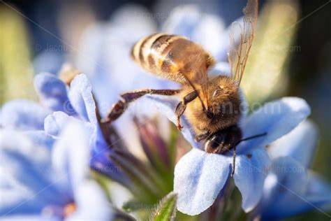 Photographie macro d'une abeille butinant une fleur de Phacelia