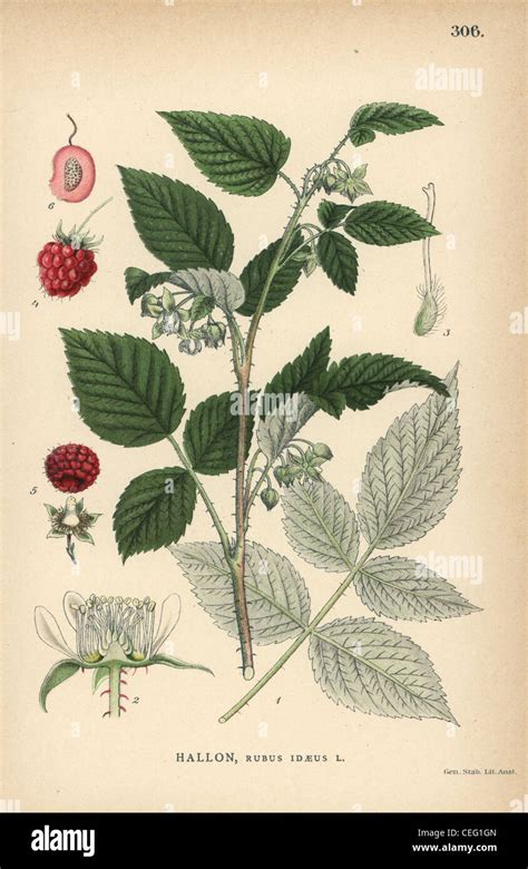Illustration botanique représentant un framboisier avec ses fruits et feuilles