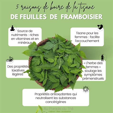 Schéma explicatif des bienfaits de la tisane de feuille de framboisier sur le cycle féminin