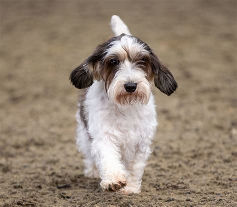 Portrait d'un Petit Basset Griffon Vendéen au regard intelligent