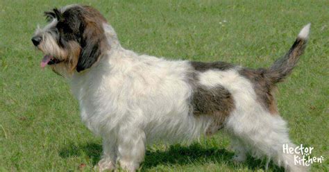 Un Petit Basset Griffon Vendéen en pleine séance d'éducation positive dans un jardin