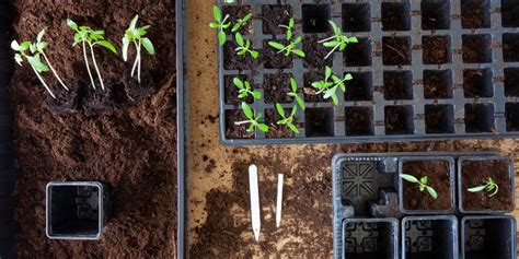 Gros plan sur des jeunes plants en godets dans une serre de production