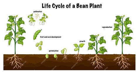 Schéma illustrant le cycle de vie d'un jeune plant, du semis à l'expédition