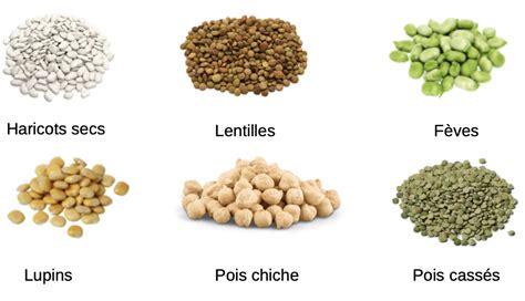 Plantes de la famille des légumineuses dans un jardin