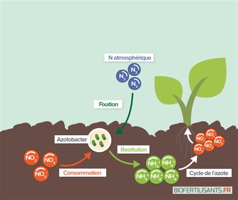 Schéma de la fixation de l'azote par les légumineuses
