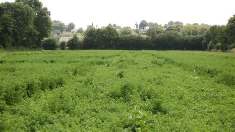 Champ de légumineuses en couverture du sol