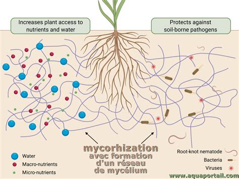 Mycorhizes sur les racines d'une plante
