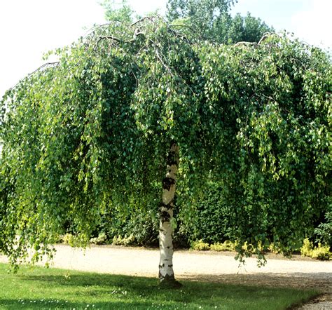 Bouleau pleureur avec son écorce blanche caractéristique et ses branches retombantes