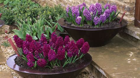 Jacinthes en pot colorées