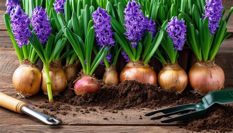 Bulbes de jacinthe prêts à être replantés