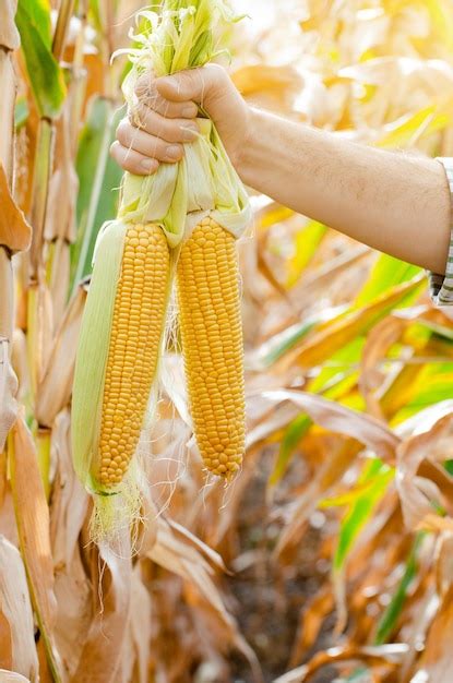 Agriculteur sélectionnant des épis de maïs à la main