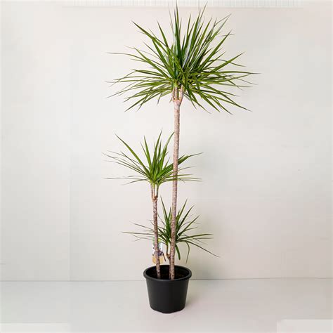 Illustration détaillée d'un Dracaena Marginata montrant son port élancé et ses feuilles rubanées
