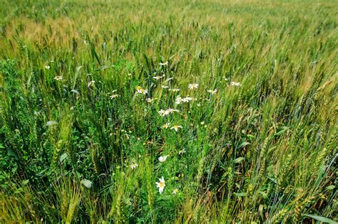 champ de blé avec des mauvaises herbes