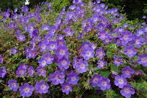 Geranium 'Rozanne' en pleine floraison