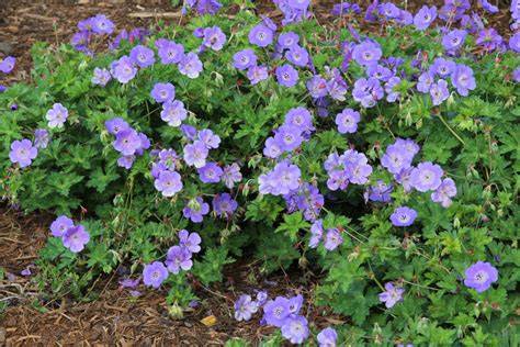 Exemple d'association du Geranium 'Rozanne' en massif