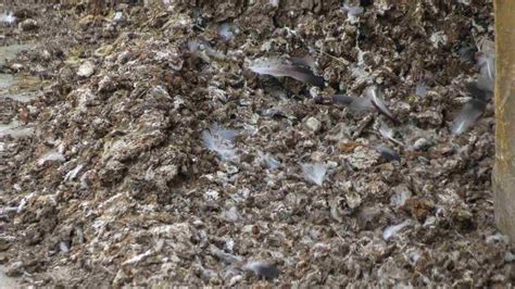 Conditionnement de guano