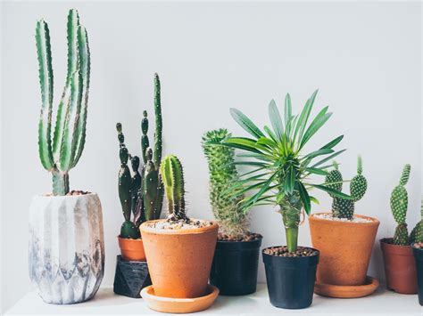 Plantes grasses et cactus en pot