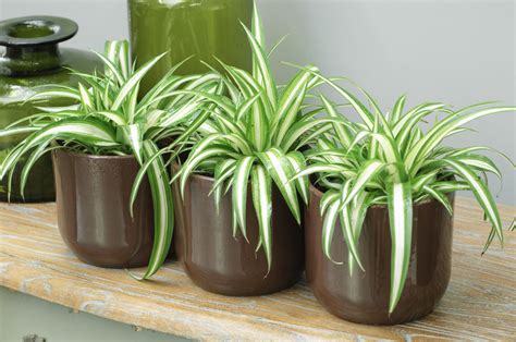 Plantes dépolluantes