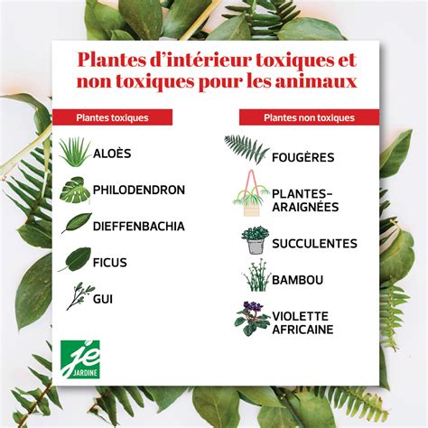Plantes toxiques pour les animaux