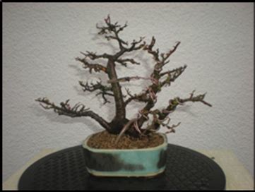 Diagramme comparatif des tailles de Shohin, Mame, Shito et Keishi Bonsaï