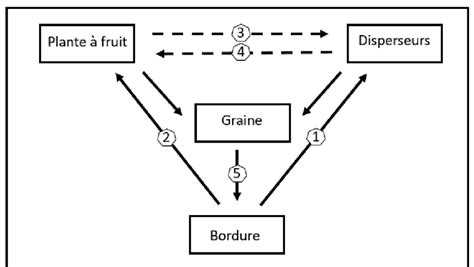 Diagramme illustrant la protection des graines par l'argile