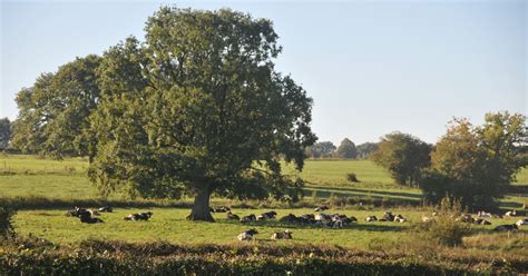 Plantation d'arbres en milieu agricole