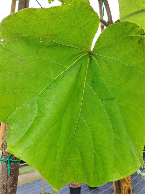 Feuilles et troncs de Paulownia