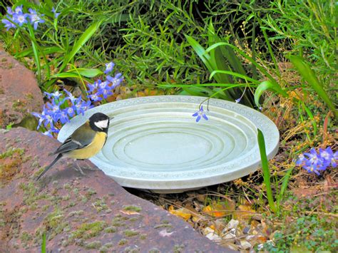 Canaris buvant de l'eau dans une coupelle