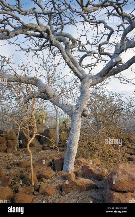 Arbre de Bursera Graveolens