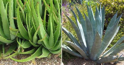 Aloe Vera et Agave