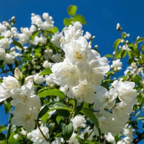 Seringat en fleurs