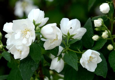 Feuillage et fleurs de seringat