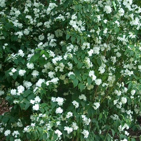Fleurs de Philadelphus Persica 'Bouquet Blanc'
