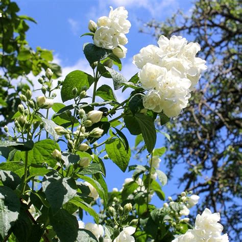 Bouquet de seringat