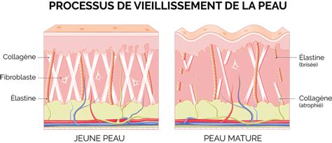 Image conceptuelle de vieillissement cutané et de régénération