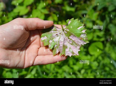 Schéma illustrant les symptômes de phytotoxicité foliaire sur vigne