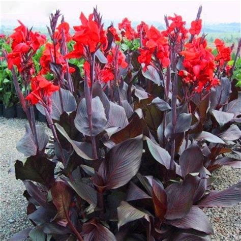 Vue d'ensemble d'un massif de Canna indica Black Knight en plein soleil