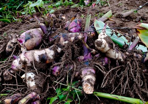 Illustration montrant le stockage hivernal des rhizomes de Canna dans une caisse avec de la tourbe
