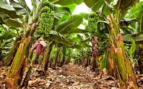 Femmes travaillant dans une plantation de bananes bio