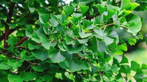 Gros plan sur un ginkgo biloba centenaire au sein du Jardin des Plantes.