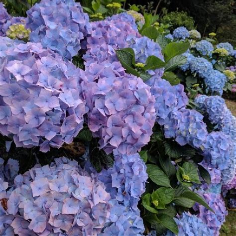 Plan rapproché d'une inflorescence d'Hydrangea macrophylla d'un bleu profond dans un jardin paysager