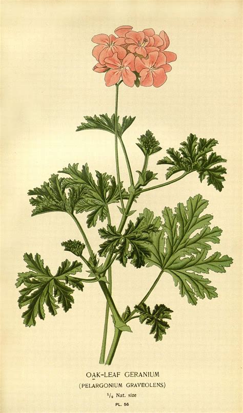 Illustration botanique du Pelargonium graveolens, plante source du Géranium Bourbon