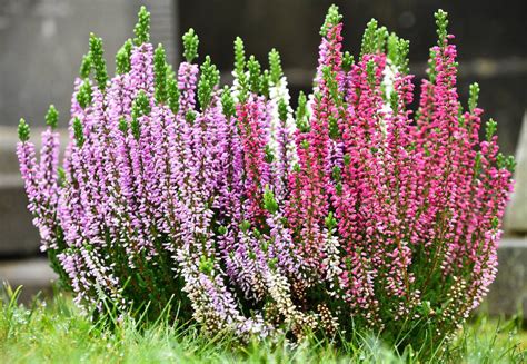 Bruyère en pleine floraison dans un jardin