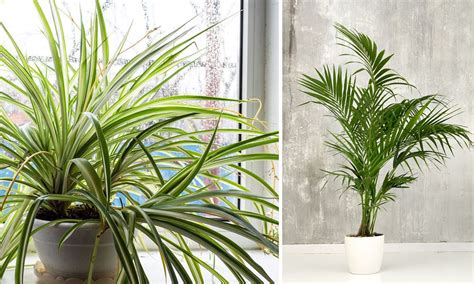 Composition végétale avec des plantes grimpantes d'intérieur