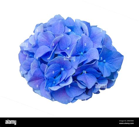 Gros plan sur une fleur d'hortensia bleue révélant ses détails délicats
