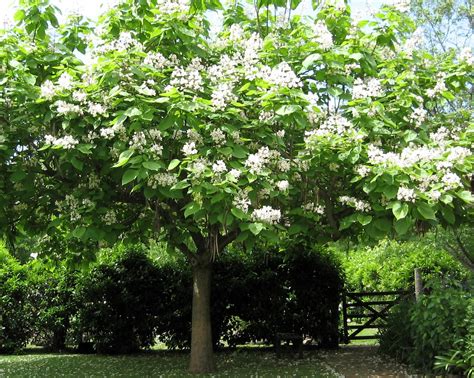 catalpa en pleine floraison dans un jardin
