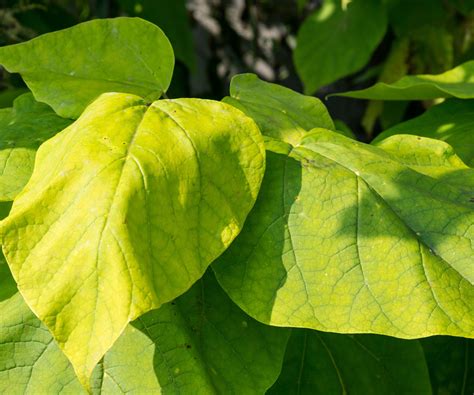 feuille de catalpa atteinte par l'oïdium