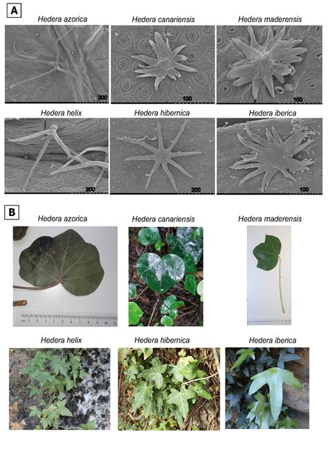 Schéma comparatif des trichomes chez Hedera