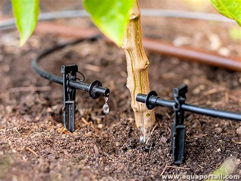 installation de goutte-à-goutte au pied d'une plante grimpante